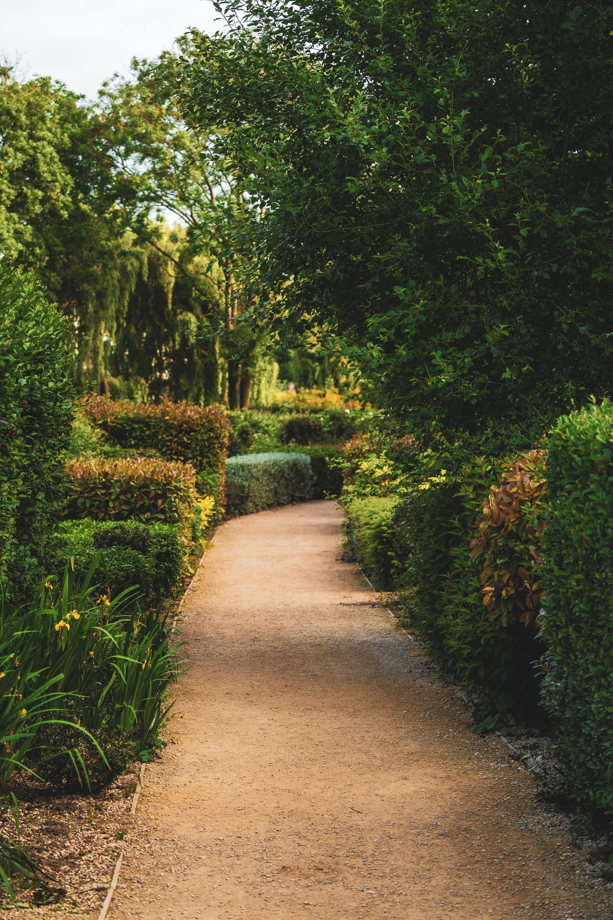 Garden pathway surrounded by trimmed hedges and greenery