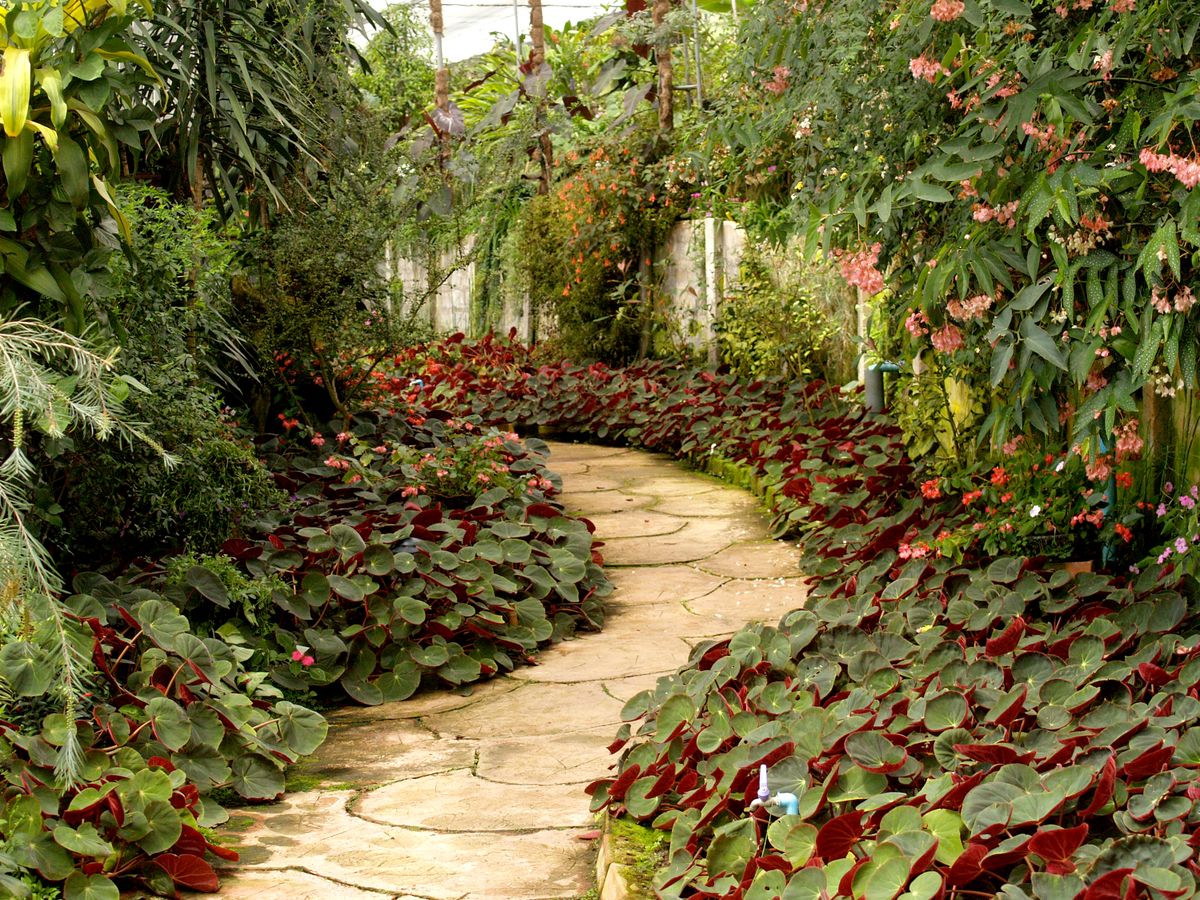 Garden pathway with tropical plants and flowering beds